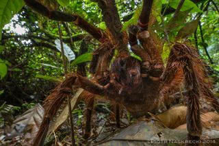 goliath birdeater spider