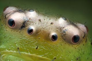 Close-up of a green crab spider's beady eyes.