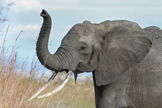 elephants, ivory, tusks, poaching