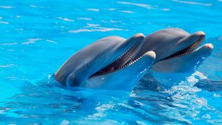 Two dolphins poking their heads out of blue water