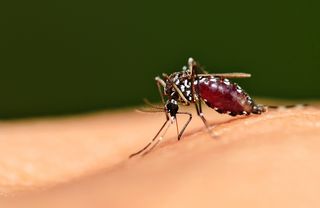 A mosquito bites a person.