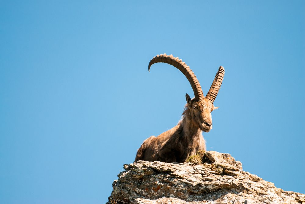 ibex