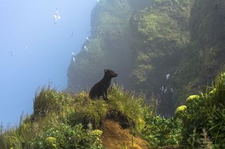 A small blue fox sitting on a cliff.