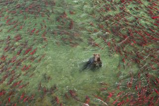 A brown bear sits in the center of a massive sockeye salmon migration, the fish all circle around the bear