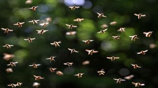 A frontal view of a bee swarm