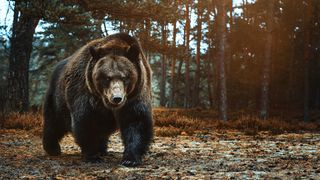 A bear walks in the forest