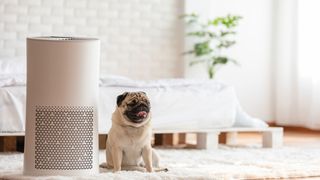 A small pug standing next to a personal air purifier