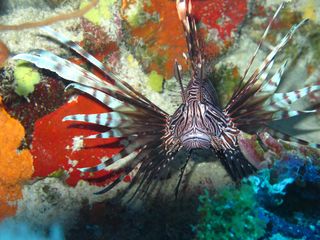 image of a red lionfish, an invasive species