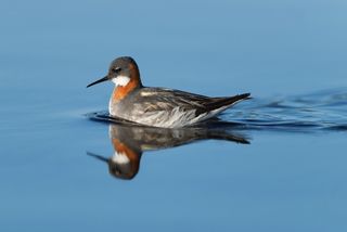 A red-necked phalarope, gender-bending