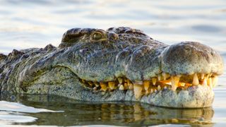 Nile crocodile with head above water.