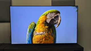 TCL C855 with parrot on screen