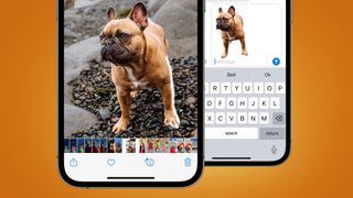 Two iPhones showing photos of dogs