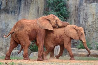 A pair of elephants with one resting his head and trunk on the back of the other.