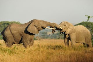 Two African elephants, ivory