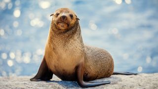 A fur seal standing atop a rock in The Secret Lives of Animals