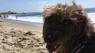 This is Merlin. He likes the beach and is a very good boy