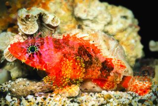 A new species of scorpionfish, <em>Scorpaenodes barrybrowni</em>, discovered in the deep reefs of the Caribbean. This scorpionfish is distinguished from its relatives by the elongated rays on its fins and by its starbursts of color.