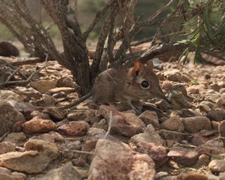 This is the first-ever photo of a live Somali Sengi, a tiny mammal that was recently rediscovered in Africa.