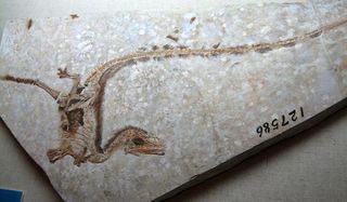 dinosaur-fossil-100921-02