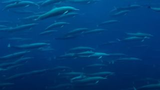 Megapod group of dolphins swim in the ocean.