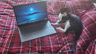 chromebook plus laptop sitting on bed with cat