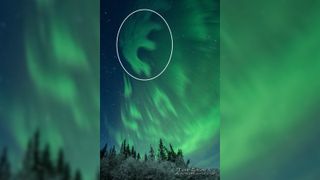 An E-shaped green aurora (circled) in the sky above a forest at night