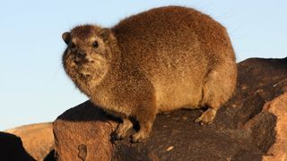 a hyrax