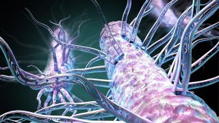 Illustration shows a close-up of the outside of Geobacter microbes with branching nanowires