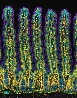 Section of a small intestine of a mouse