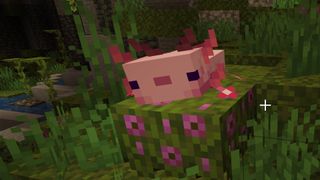 Minecraft axolotl