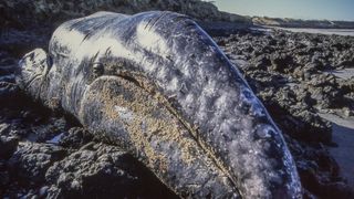 A beached gray whale in Baja California Sur in Mexico.