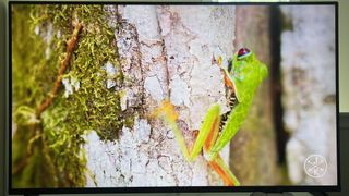 Roku Pro series showing frog on screen