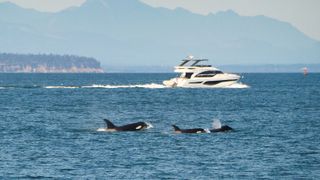 Orcas swimming near a boat.