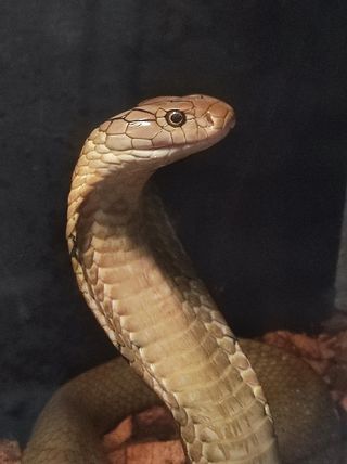 Close up of king cobra snake species, O. salvatana.