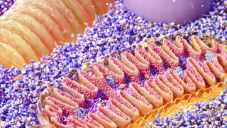 Illustration of mitochondria cross-section.