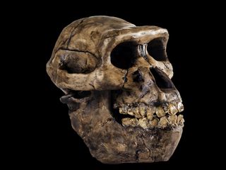 Australopithecus skull