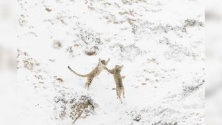 Two snow leopards in Northern India fighting 