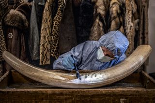 A forensic scientist dusting a large elephant tusk for finger prints