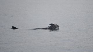 Tahlequah, or J35, carrying her dead calf in Puget Sound on Jan. 1.