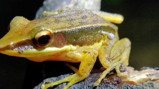 Side of frog with mushroom sticking out of the side of its body.