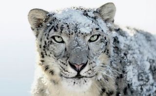 Mac OS X 10.6 Snow Leopard