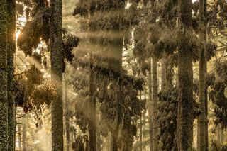 A photo of tall trees covered with millions of monarch butterflies that look like leaves