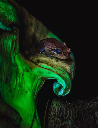 Biofluorescent frog on top of a glowing bioluminescent mushroom.