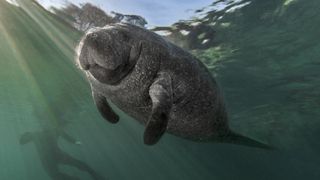 a manatee in Crystal River Florida