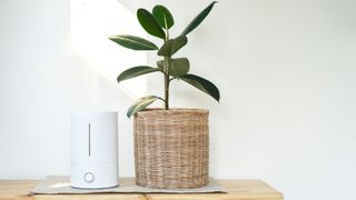 Do air purifiers help with bad smells: Image shows air purifier next to a plant