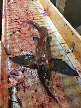 longnose chimaera fish