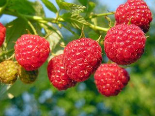 Raspberries growing on a branch.