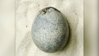 1,700-year-old spotted chicken egg.