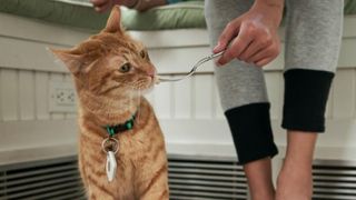 A cat wearing a square Tile tracker hanging on its collar