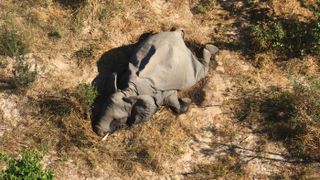 Some of the elephants were seen walking in circles before collapsing face-first into the earth in Botswana.